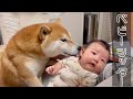 生後1ヶ月の赤ちゃんが泣き止む柴犬・豆柴流の育児方法