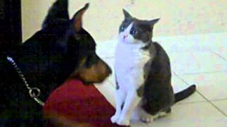 Cat beats up Doberman.MP4