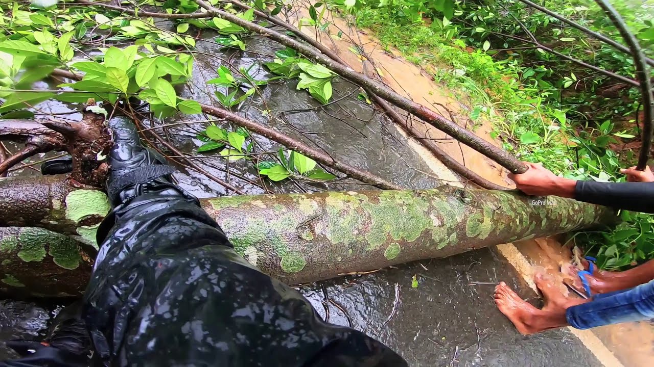 Crazy Rain And Tree Falls On the Road! What Would You Do? - YouTube