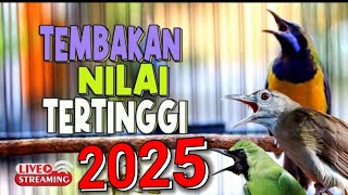 MASTERAN SPESIAL LEDAKAN 2025 KOMPILOASI MEWAH UNTUK SEMUA JENIS BURUNG MURAI BATU DAN CUCAK IJO !!