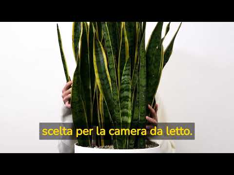 Sansevieria: caratteristiche e
