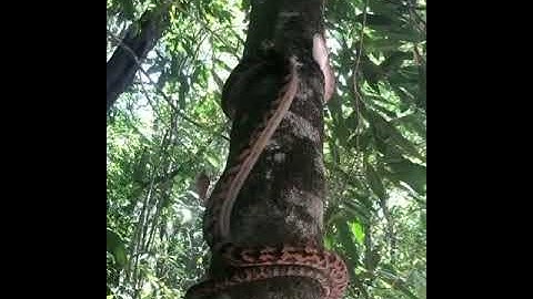 incredible method of this scrub python  🐍 used to climb a 🌲 tree