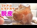 【脱皮】2020年前期フトアゴヒゲトカゲ☆おちょこさん Beardeddragon