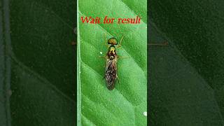 📸 DSLR Style Macro Photography in Phone 😱🔥 | Pro Mode Magic #photography#trendingshorts