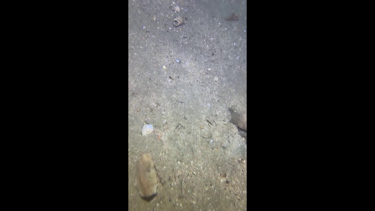 I catching seafood on the seafloor.-P1103-2