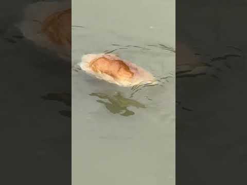 Pukuryr Masky Pore Corcas Korun