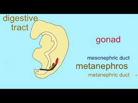 Video: Este prezentă cloaca în condritici?