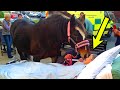 This Horse Attended Her Owner&#39;s Final Moments, What Happened Next Made Everyone Cry