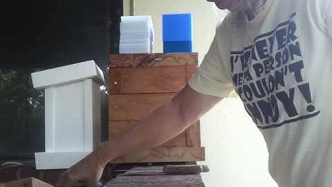 North Queensland Native Stingless Bees - Eduction / Budding Part 1