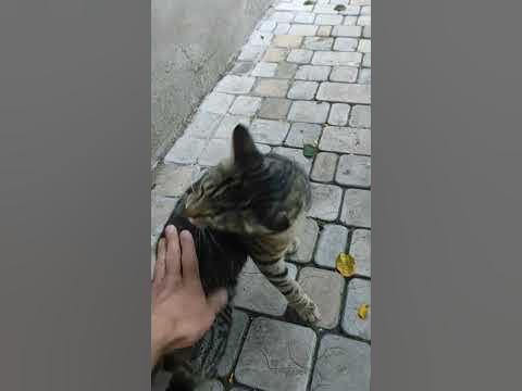 Смешной и прикольный кот - YouTube
