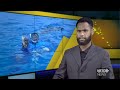 Harvest of Four Sea Cucumber Species Underway in Malo Island | VBTC News