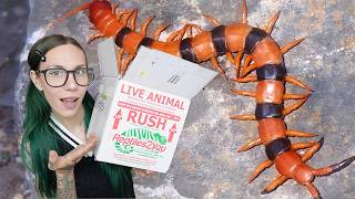 Unboxing my DREAM $700 VENOMOUS CENTIPEDE (yes I'm crazy)