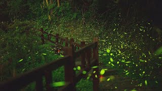 浪漫「螢」河遊蹤  大阿里山邂逅火金姑 - 螢火蟲景點 - 新唐人亞太電視台