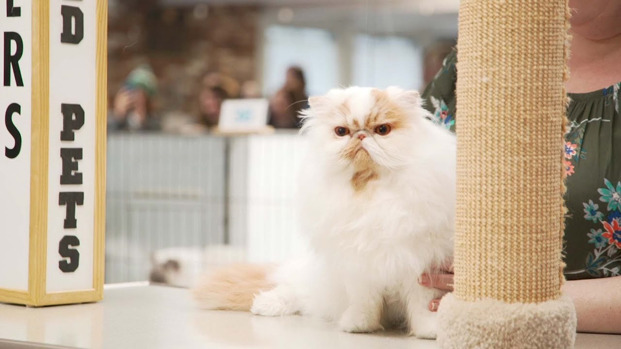 ragdoll fanciers club cat show youtube