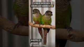 GREEN CHEEK CONURES🦜#shorts #greencheekconure