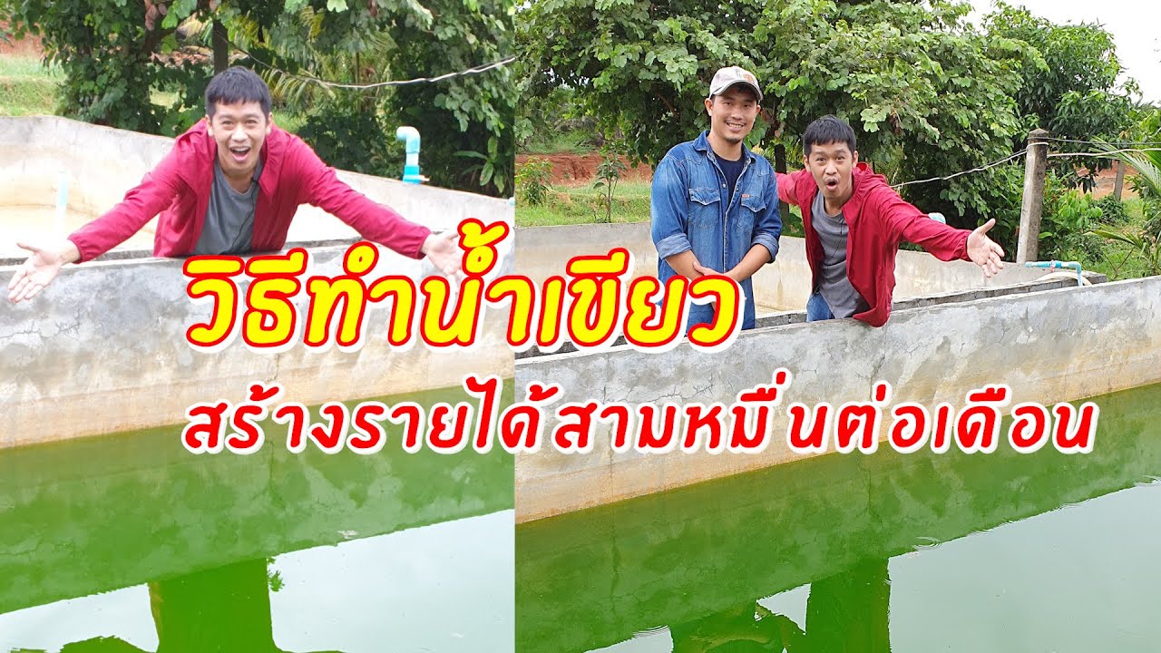 วิธีทำน้ำเขียว เลี้ยงไรแดง สร้างรายได้สามหมื่นต่อเดือน | เอิร์ธสดชื่น