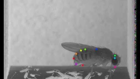 DeepLabCut - drosophila egg-laying