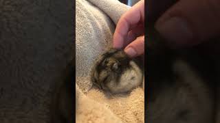 Professional Hamster Massage for Relaxation and Wellness