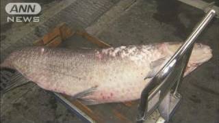 埼玉の競艇場に体長153センチの超巨大魚（11/01/25）