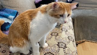 Crazy cute cat’s daily routine,