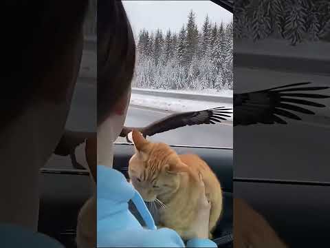 لقاء نادر مع الحياة البرية على طريق غابة ثلجية