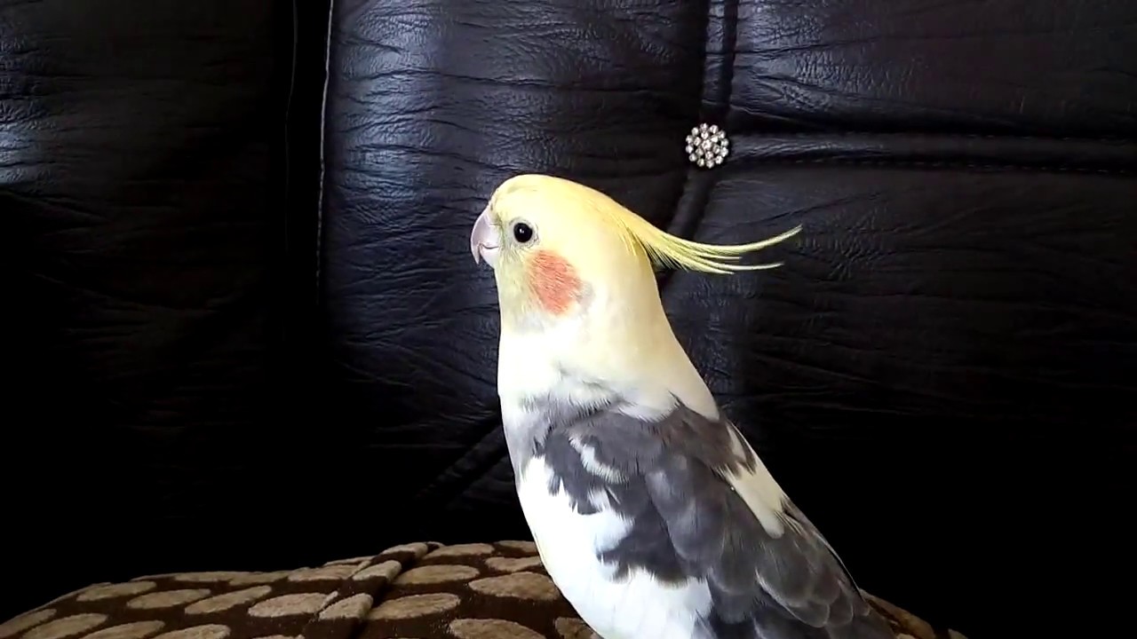 Sultan papağanı sesi (official Video) - YouTube