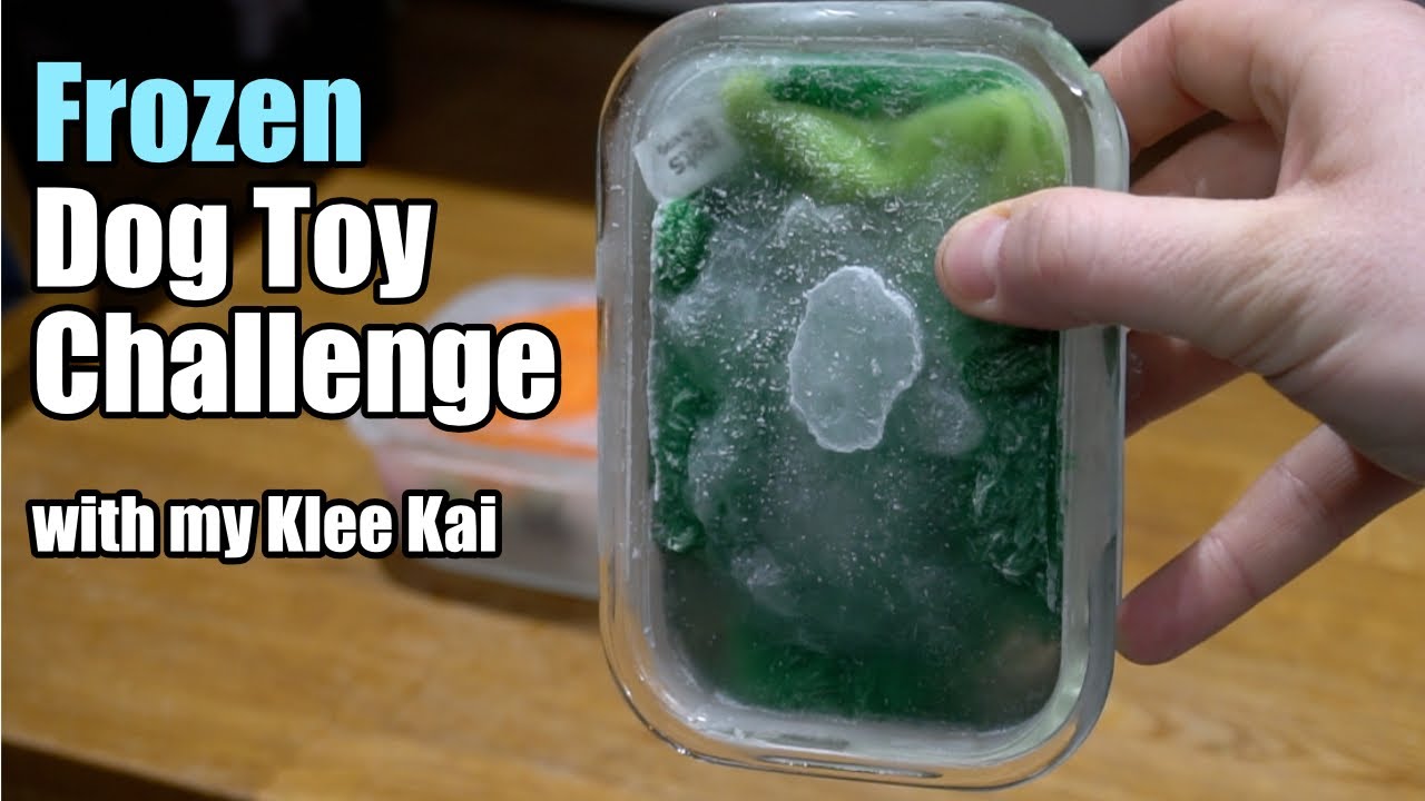 Frozen Dog Toy Challenge Klee Kai Mini Huskies YouTube