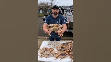 how we clean our crab #crabbing #dungeness #pnw #shorts #seafood #viral