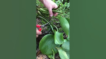 GI599854 mini rotary tillage and ridging all-in one tree 🌲 short view#subscribe