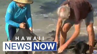 North Shore residents roll up their sleeves to clean up deteriorating sand burritos from the beac...