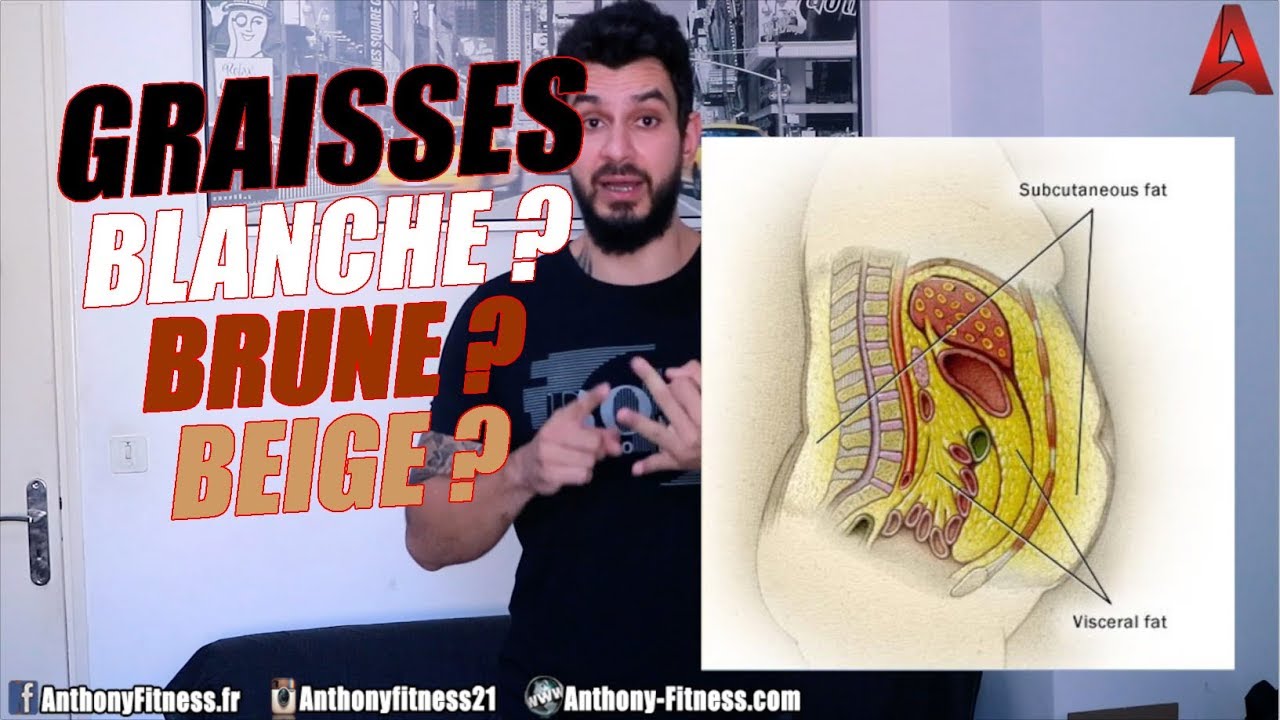 les-diff-rents-types-de-graisses-dans-le-corps-humain-youtube