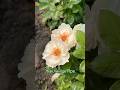 Нежнее нежного.Жаклин де Пре #maryrose #розы #rose #flowers #цветы #сад #дача
