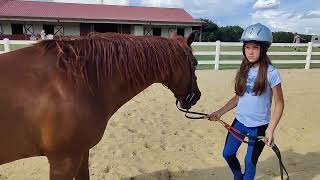 Show Nora Kate Wt Showmanship