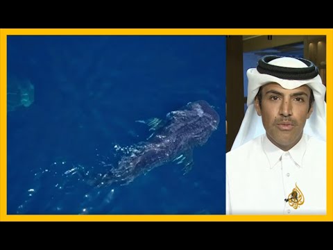🇶🇦 أسماك "القرش الحوت" تنتظم في أكبر تجمع لها في الساحل الشمالي لقطر