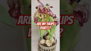 The BULBS CAN BE SAVED! replanting spring tulips #bulbs #hydroponics #gardeningtips