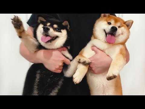 主人給兩隻狗狗洗澡，柴犬滿臉寫著拒絕