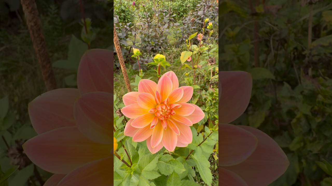 🌸 Sea ​​of ​​flowers to pick yourself ❤️ 