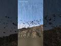 Raining Spiders from the Sky! 🕷️☁️
