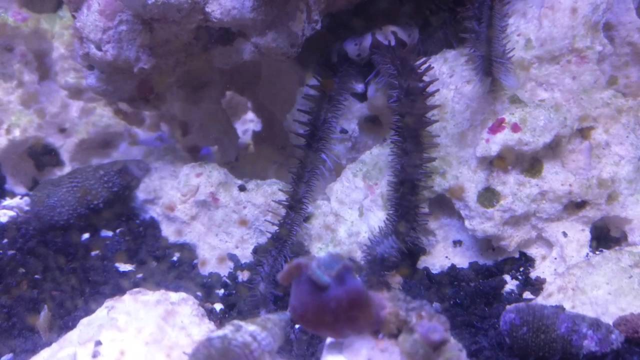 Brittle starfish in nano reef tank YouTube