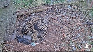 2017/04/25 05h55m Eurasian Eagle Owl~ Mom takes care for her owlets