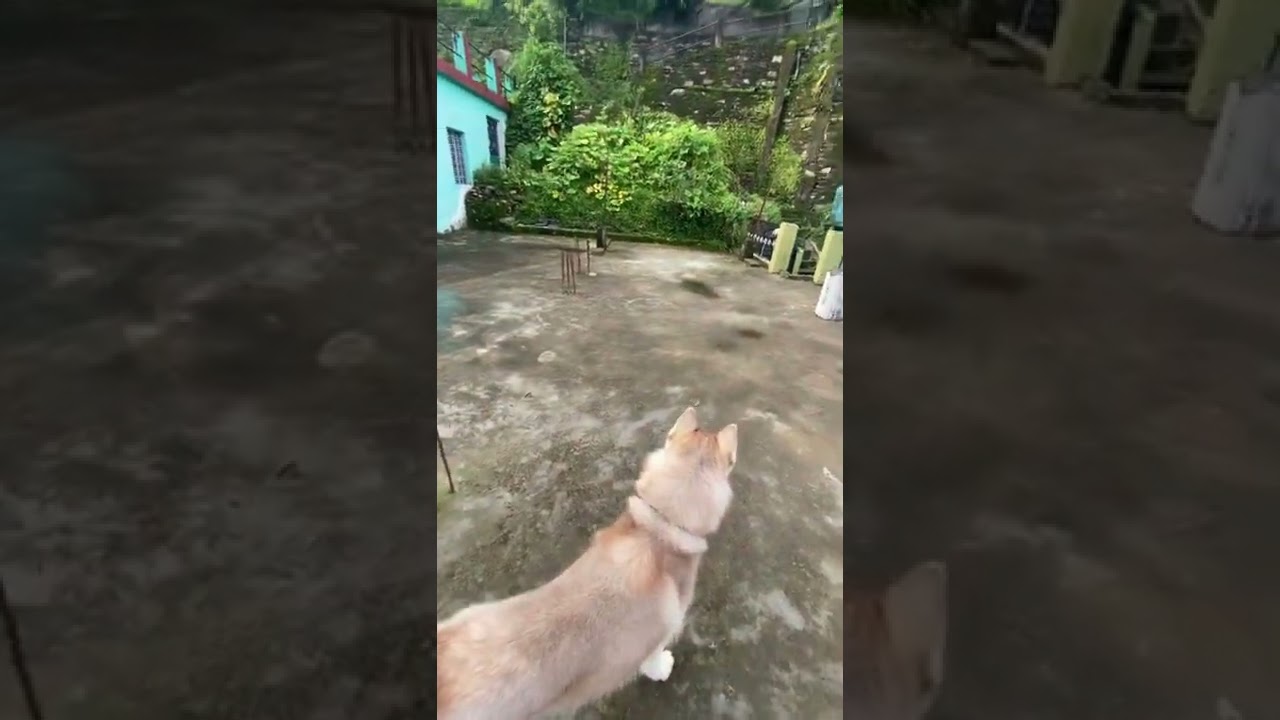 Husky is obsessed with this toy | Siberian Husky | 