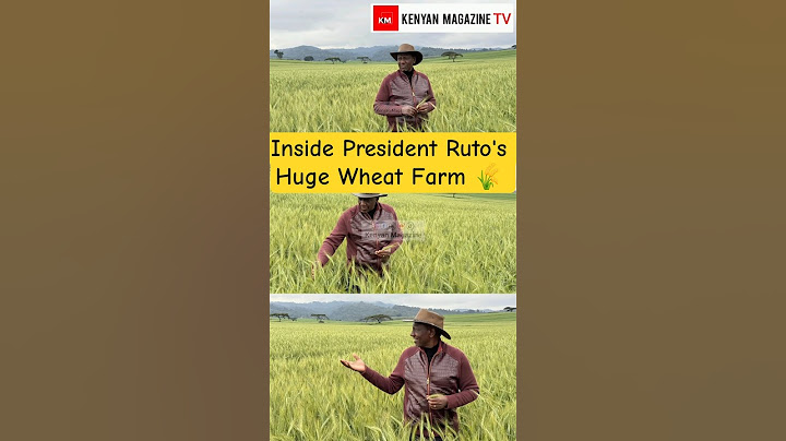 President William Ruto today at his humongous wheat farm