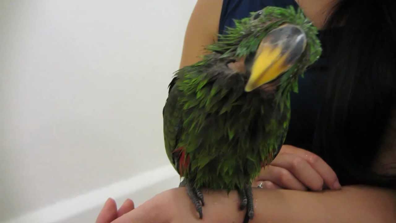 Dovahkiin Takes a Shower (How to Give Your Parrot a Bath) YouTube