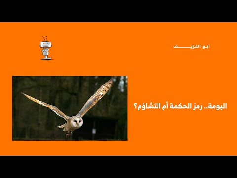 البومة رمز الحكمة أم التشاؤم