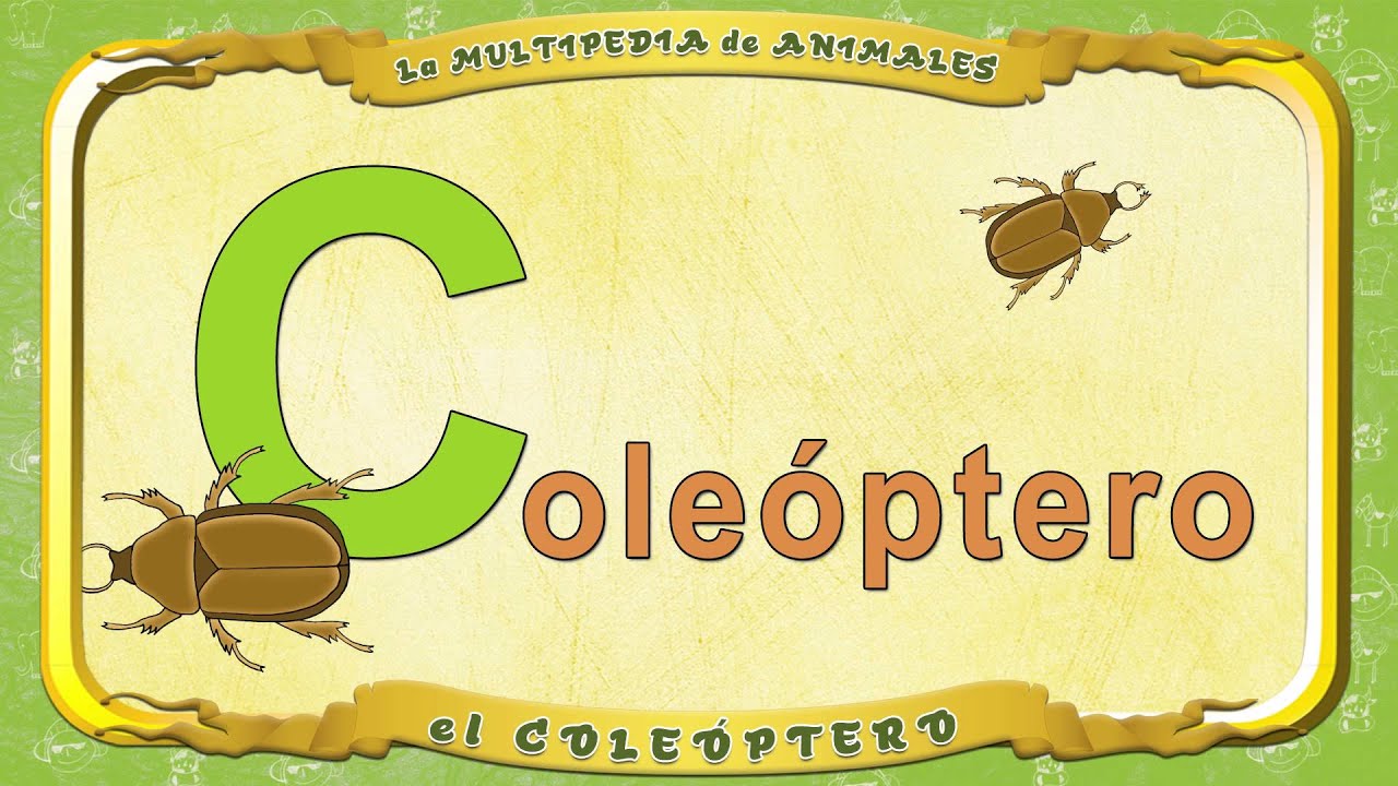 La Multipedia De Animales Letra C El Coleóptero Youtube