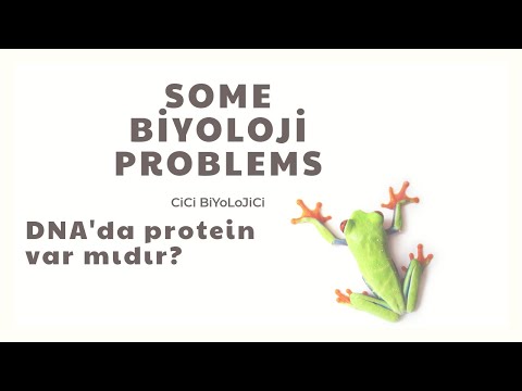 Video: DNA'daki protein nedir?