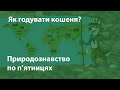 Як годувати кошеня?