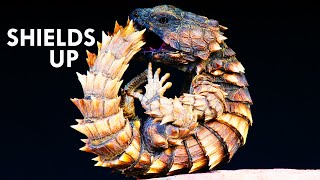 Armadillo Girdled Lizards and Nature’s Toughest Tanks