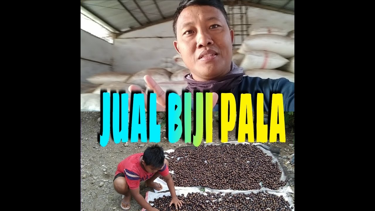 Proses Biji Pala Sebelum Di Jual Ke Gudang Besar BIJI PALA YouTube
