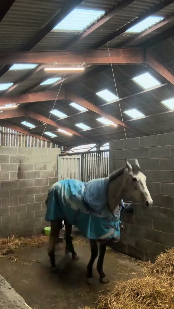 Horse Gets In The Way Of Owner Cleaning || ViralHog